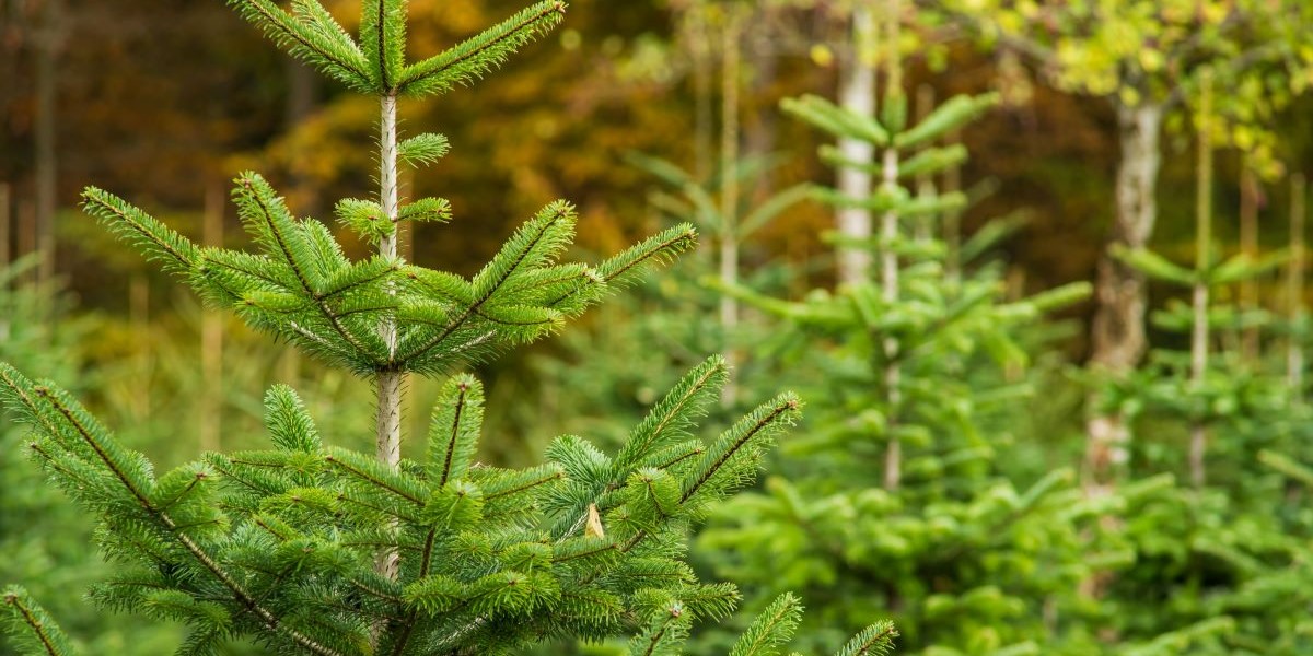Her er hvad du skal gøre med dit juletræ efter julen