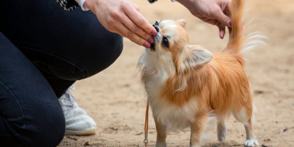 Mand blev slikket af sin hund: Pludselig var han alvorligt syg