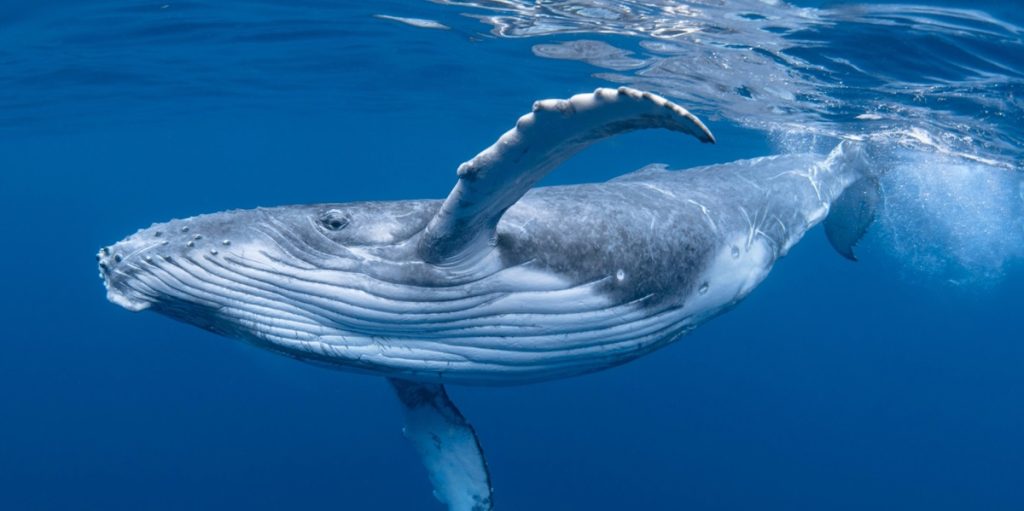 Vildt øjeblik: Forsker “taler” med en pukkelhval