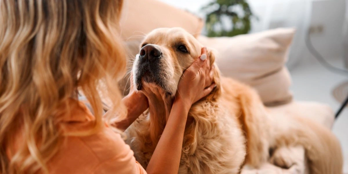 Næste gang en hund stirrer på dig, kan det betyde noget helt uventet