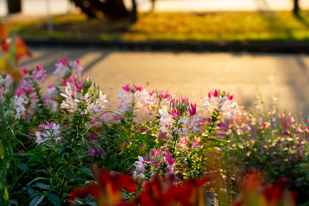 Undgå at bryde loven: Her er de blomster, du må plukke
