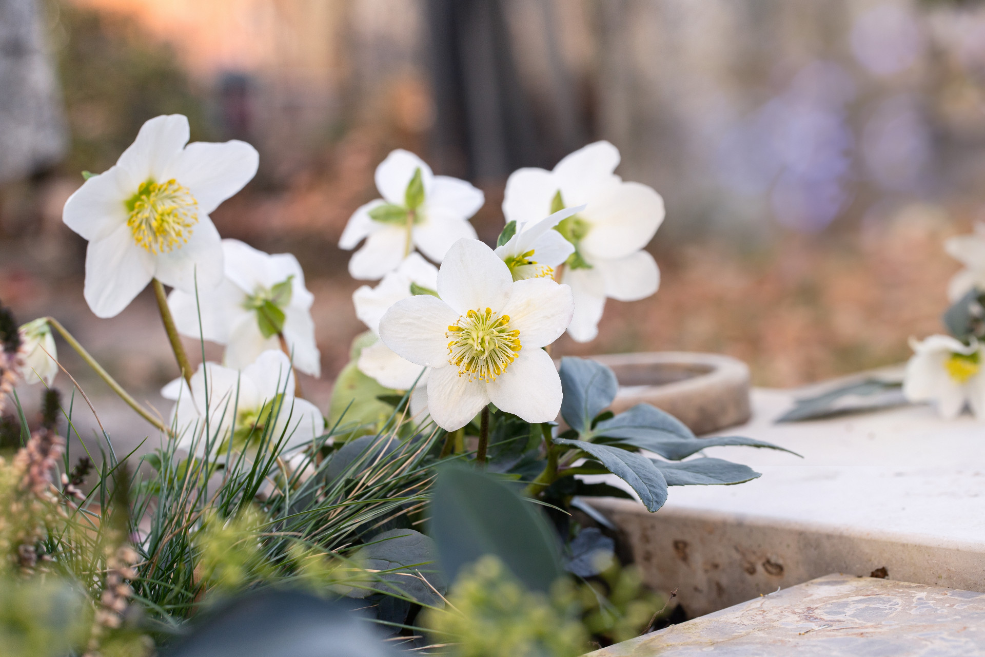10 planter, der kan blomstre om vinteren