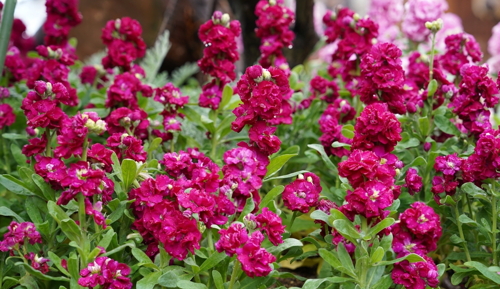 Skal sås i februar. Til sommer har du farverige blomster over det hele.