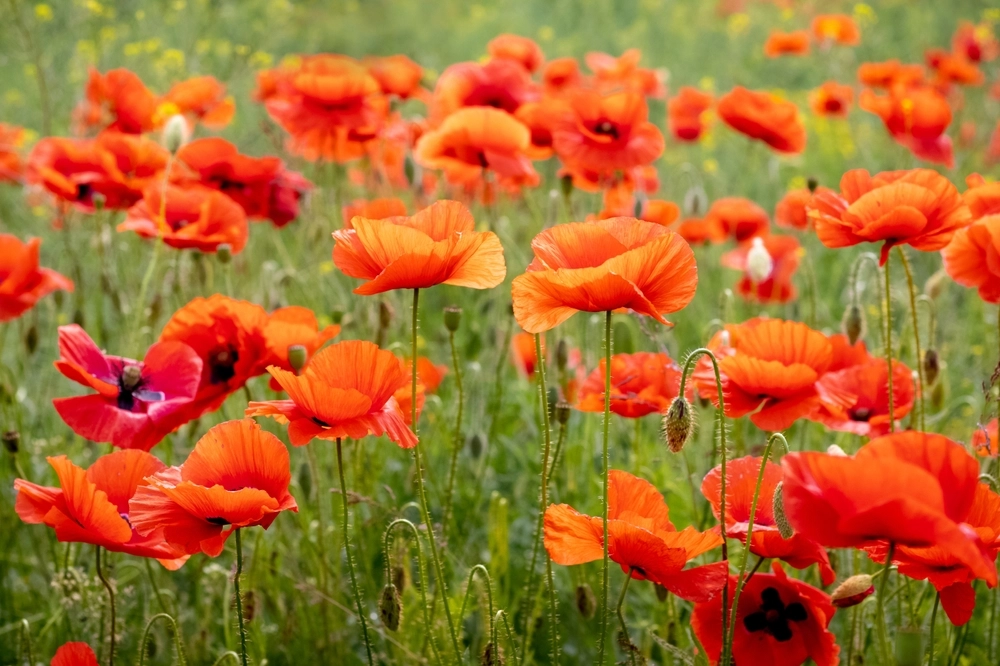 Læg valmuefrø i din isterningebakke og få en smuk blomsterhave til sommer