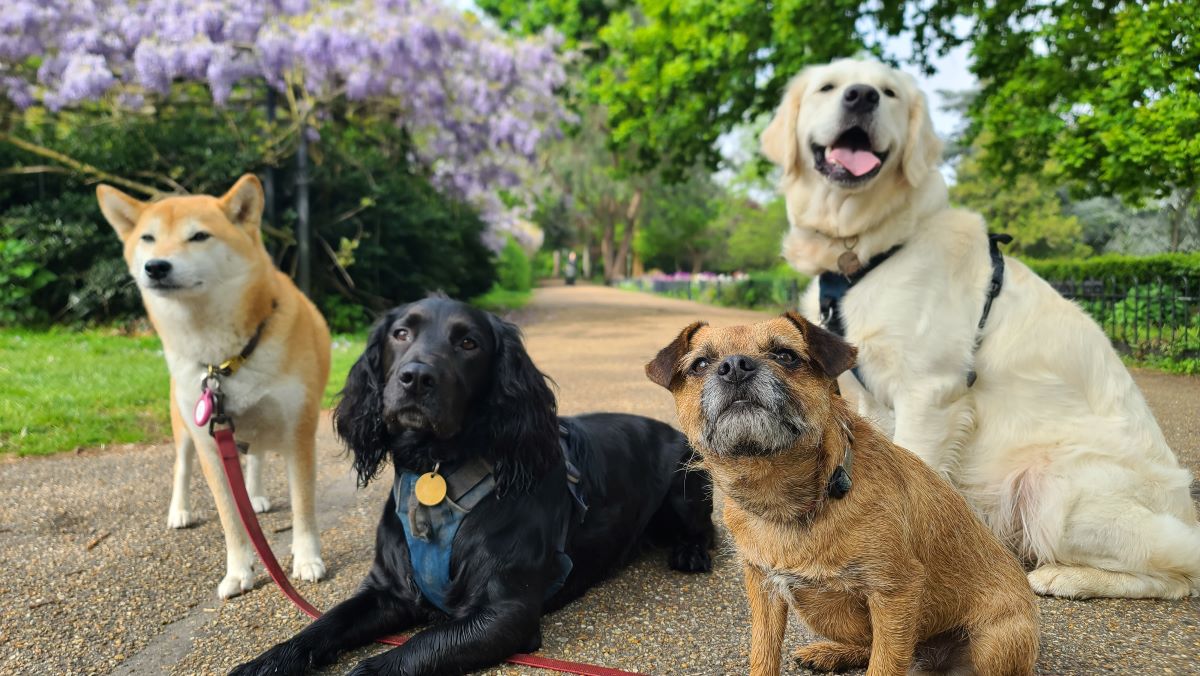 De mest populære hundenavne afsløret: Se om din hund er med på listen
