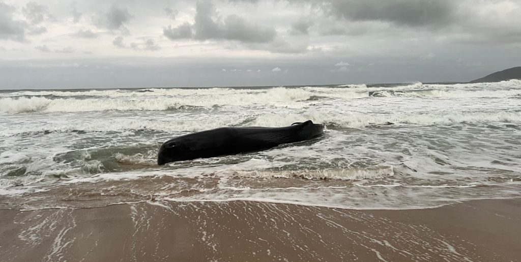 Død hval skyllet op på strand i Danmark