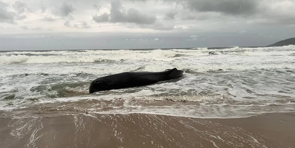 Død hval skyllet op på strand i Danmark