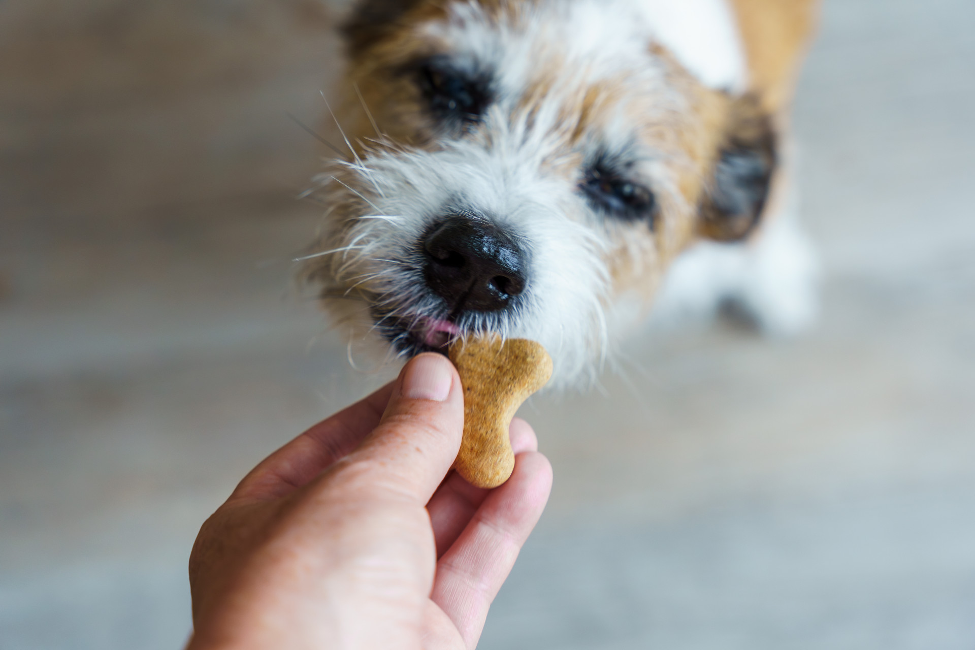 Julehygge til din bedste ven: Julekiks til hunden