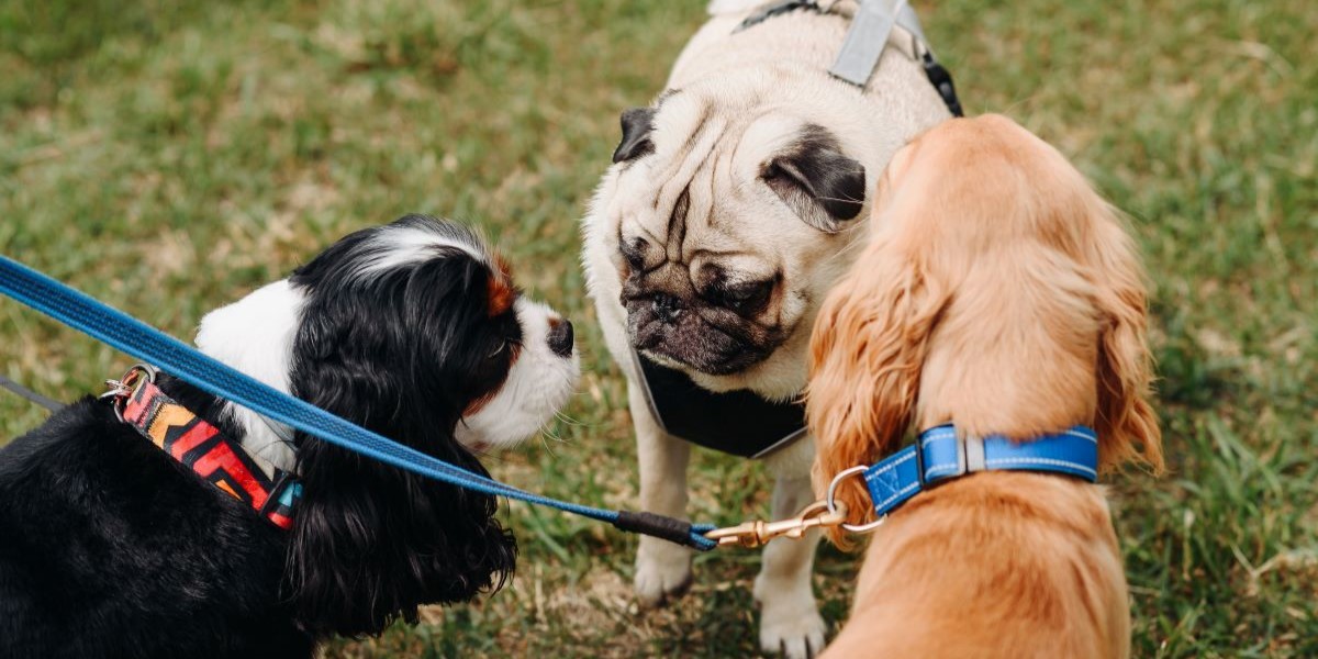 Er din hund i fare? Sygdom spreder sig hurtigt i Danmark