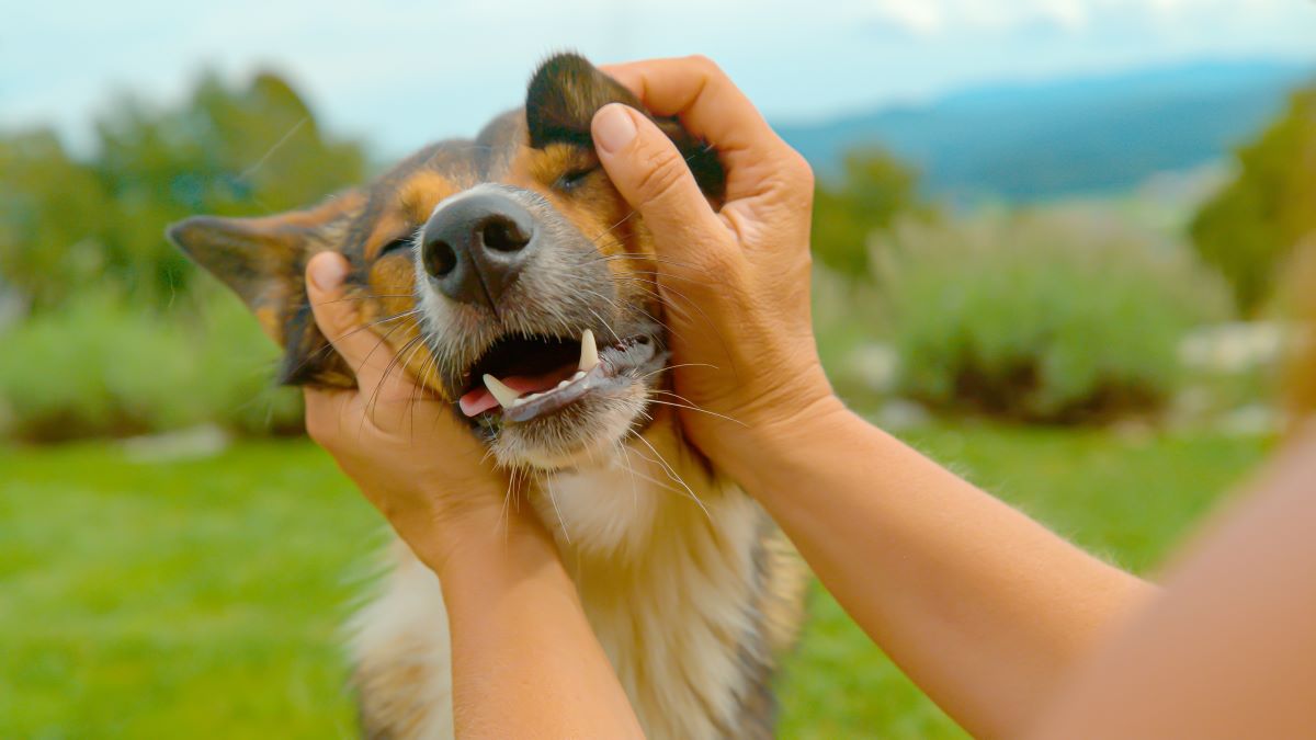 De mest populære hundenavne i 2024 – er din hund på listen?
