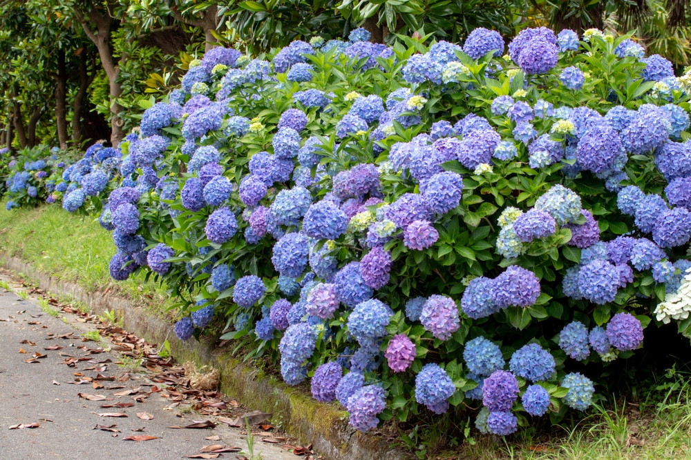 Derfor skal du ikke længere plante hortensia