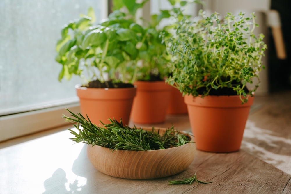 Én kvist af denne plante kan forvandle hele dit hjem på 5 minutter
