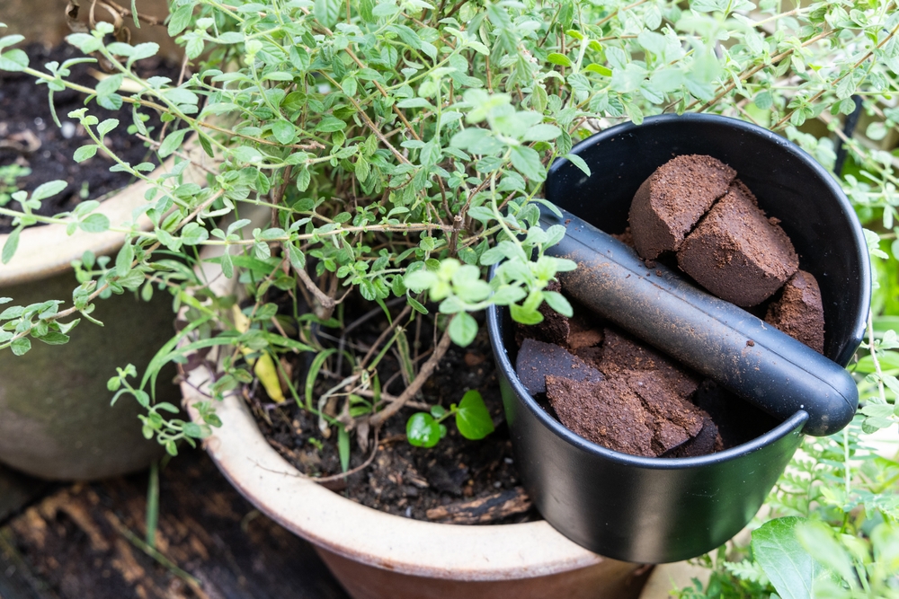 Kaffegrums kan være godt for dine planter – men vær forsigtig