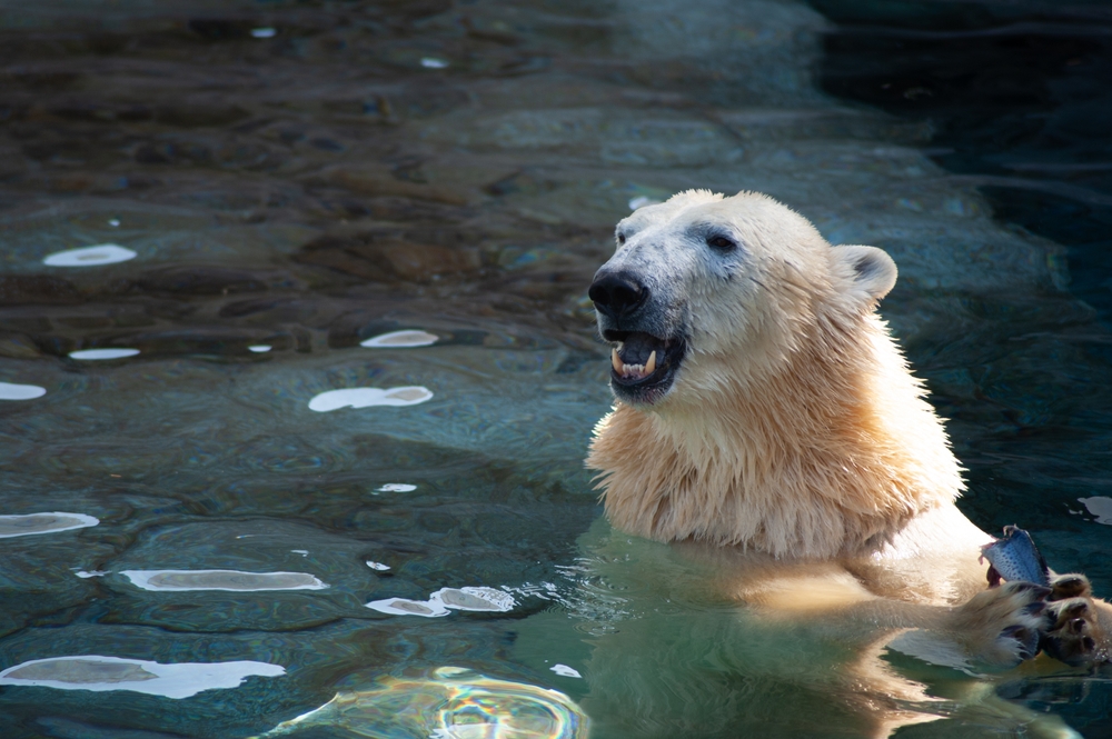 Zoologisk have i sorg: Farvel dronning