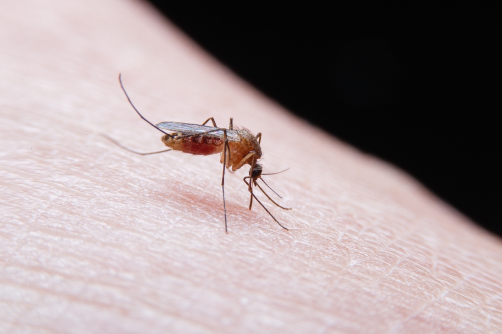 Hun tændte ild til noget helt almindeligt: Med dette geniale trick flygter myggene med det samme
