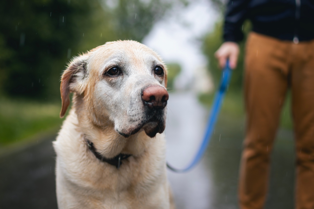 Ekspert afslører: Her er 5 subtile tegn på, at din hund har smerter