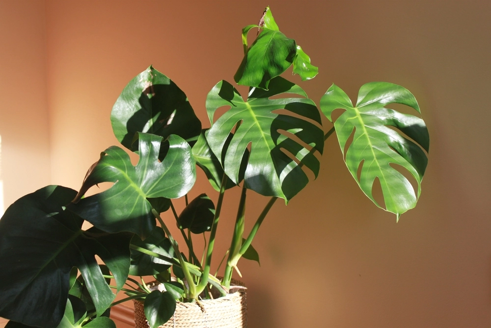 Drop disse planter indendørs: 7 blomster der ikke egner sig i huset