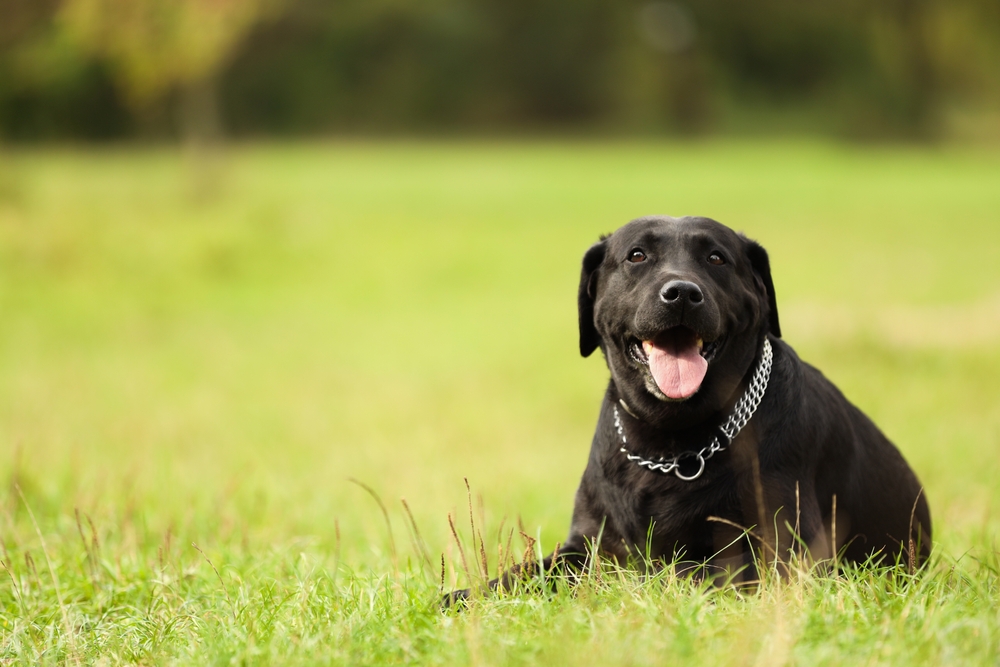 Hold øje med din hunds tunge i varmen: Ét tegn bør få alarmklokkerne til at ringe