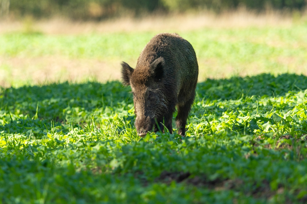 Et vildsvin forvildede sig ind til en masse søer: Nu står landmand med regning på 300.000 kroner