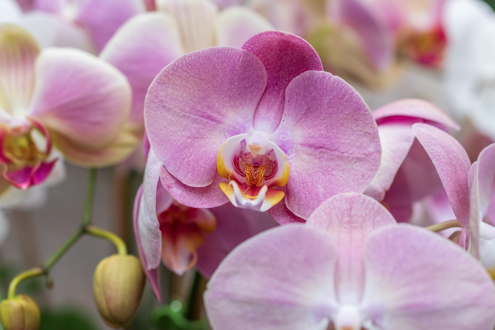 Ekstrem sjælden orkidé med smukke blomster vokser kun ét sted i hele verden