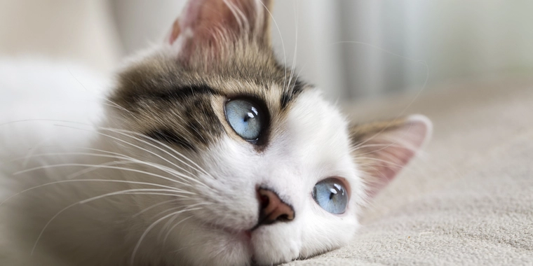 Katten Gandalf havde været ude at strejfe: Kom hjem med chokerende besked