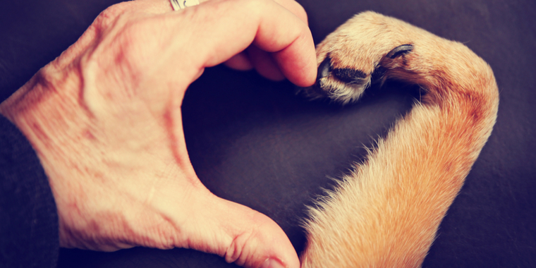 Hund blev nattens helt: Reddede sin ejers liv