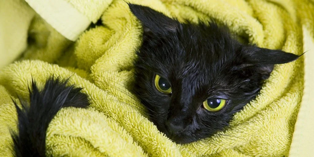 Ifølge videnskabelige undersøgelser er dette så lang tid, det tager for en kat at glemme sin ejer