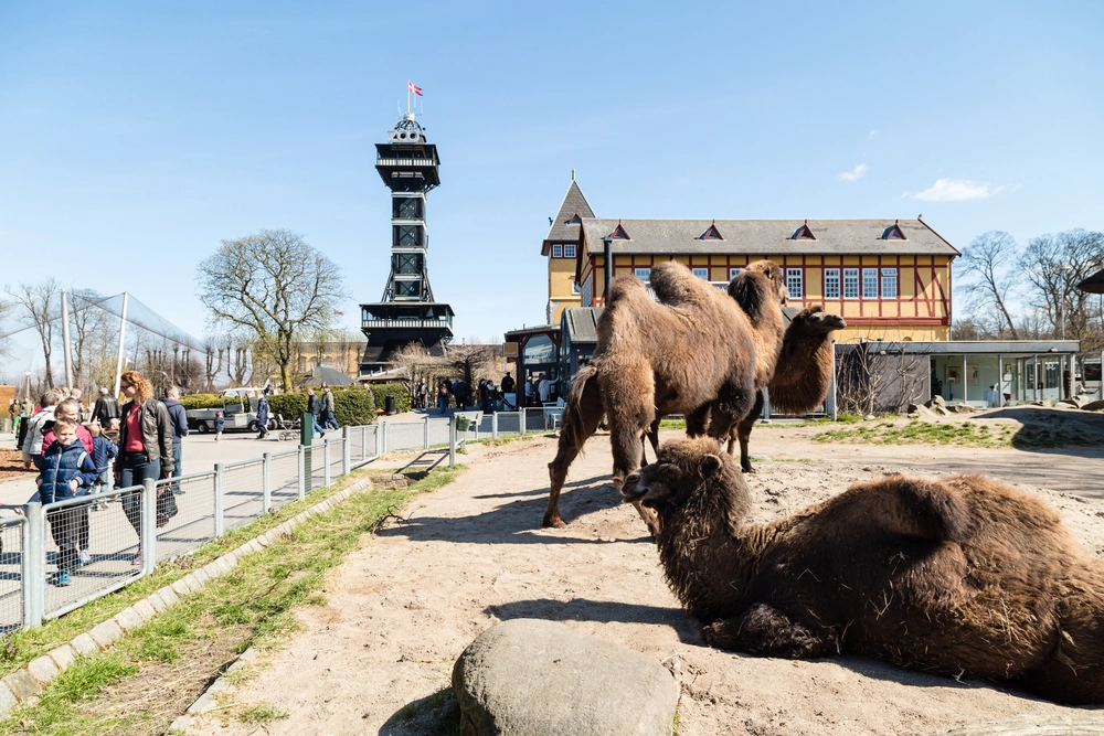 København Zoo har pyntet juletræ med æbleskiver: Se så kamelernes reaktion, da de spotter det