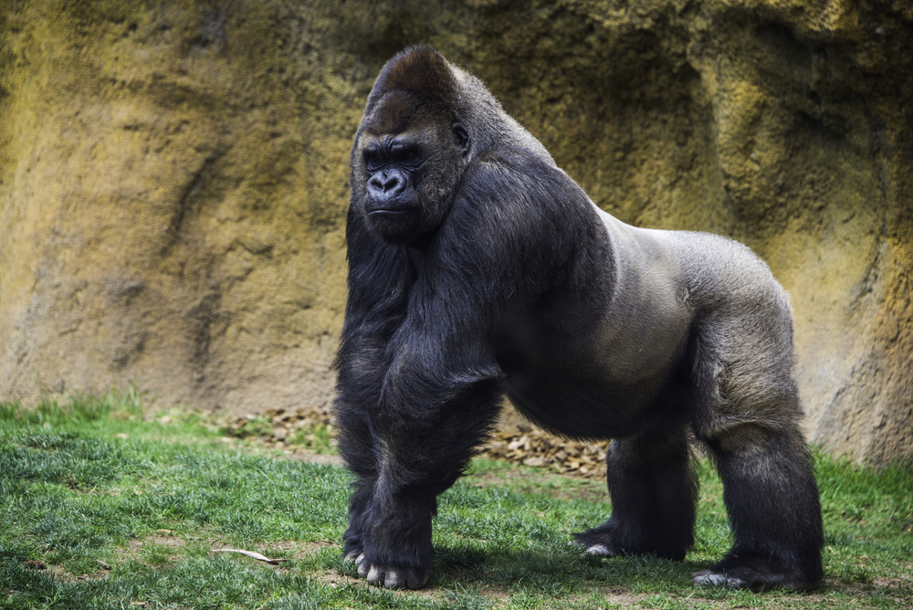 Kan 100 mænd besejre en gorilla? Dansk zoolog vejer ind i viral debat