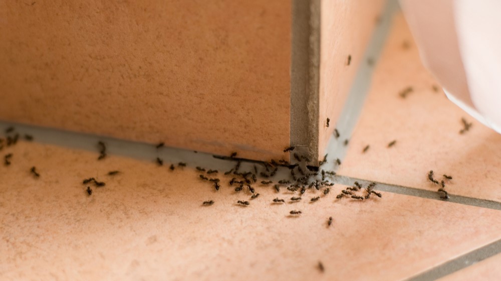Slip af med myrer uden gift: Brug dette køkkenkrydderi og se dem flygte