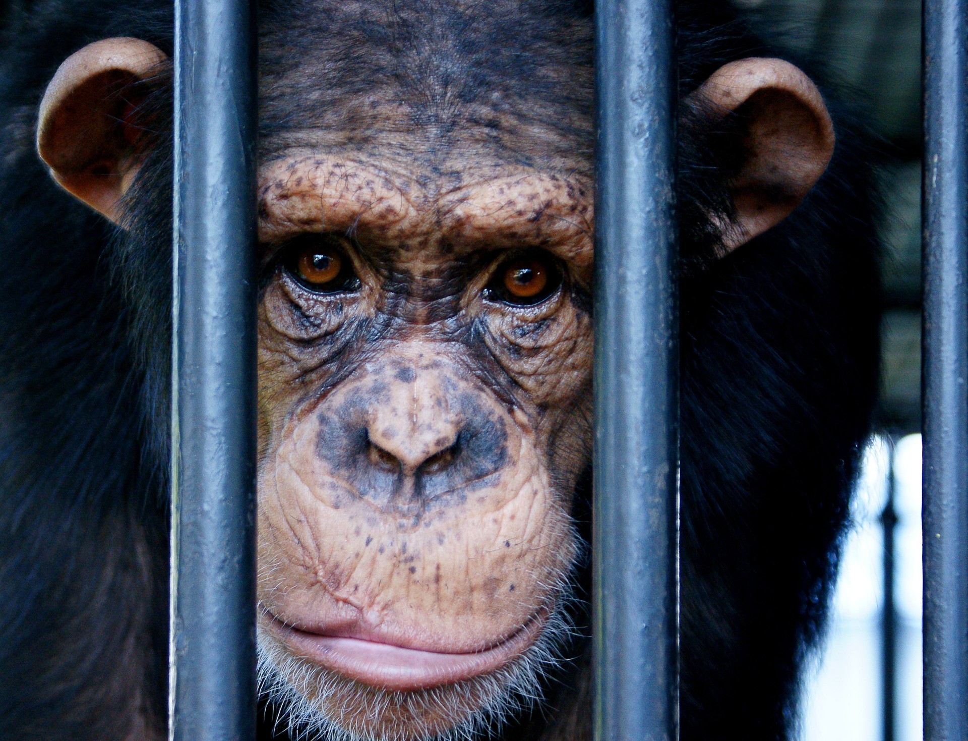 World Animal Protection med hjerteskærende udmelding: ‘Det er noget af det værste, vi hidtil har set’