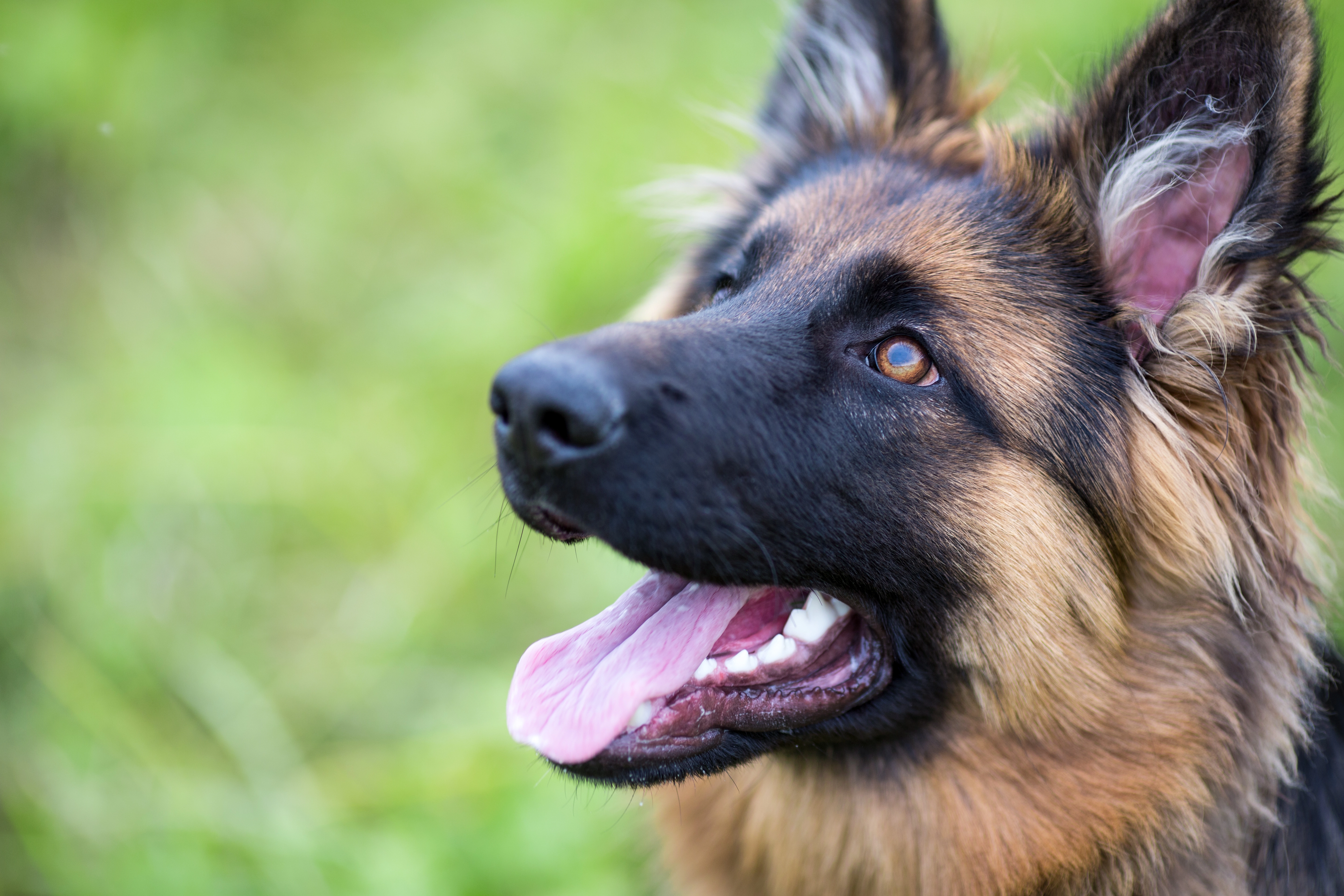 Dyrlæge advarer: Din hund fristes – og det kan blive farligt