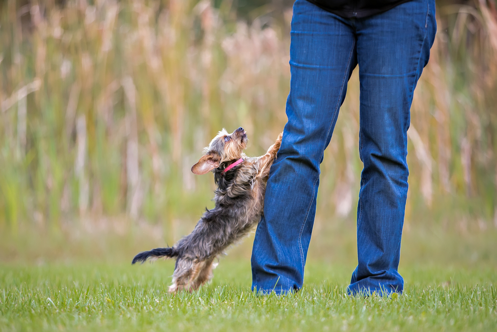 Det betyder det, når din hund humper dit ben: Og sådan får du sat en stopper for det