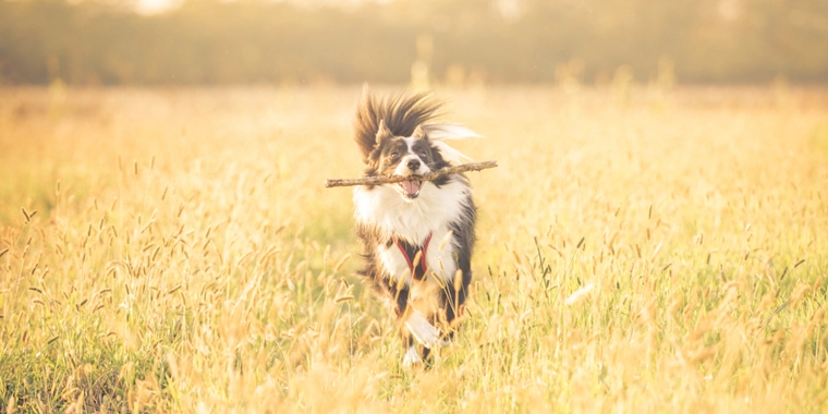 Dyrlæge advarer: Denne populære leg kan slå din hund ihjel