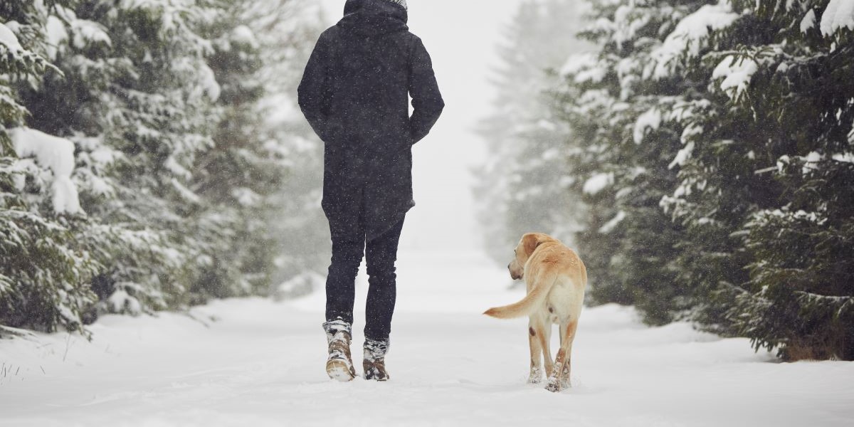 Hvornår er det for koldt til en gåtur med hunden? Her er svaret fra eksperten