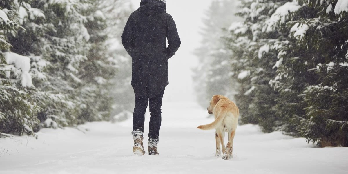Hvornår er det for koldt til en gåtur med hunden? Her er svaret fra eksperten