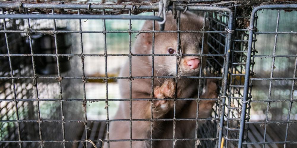 Ny pandemi ulmer: 6 lande registrerer coronaudbrud blandt mink