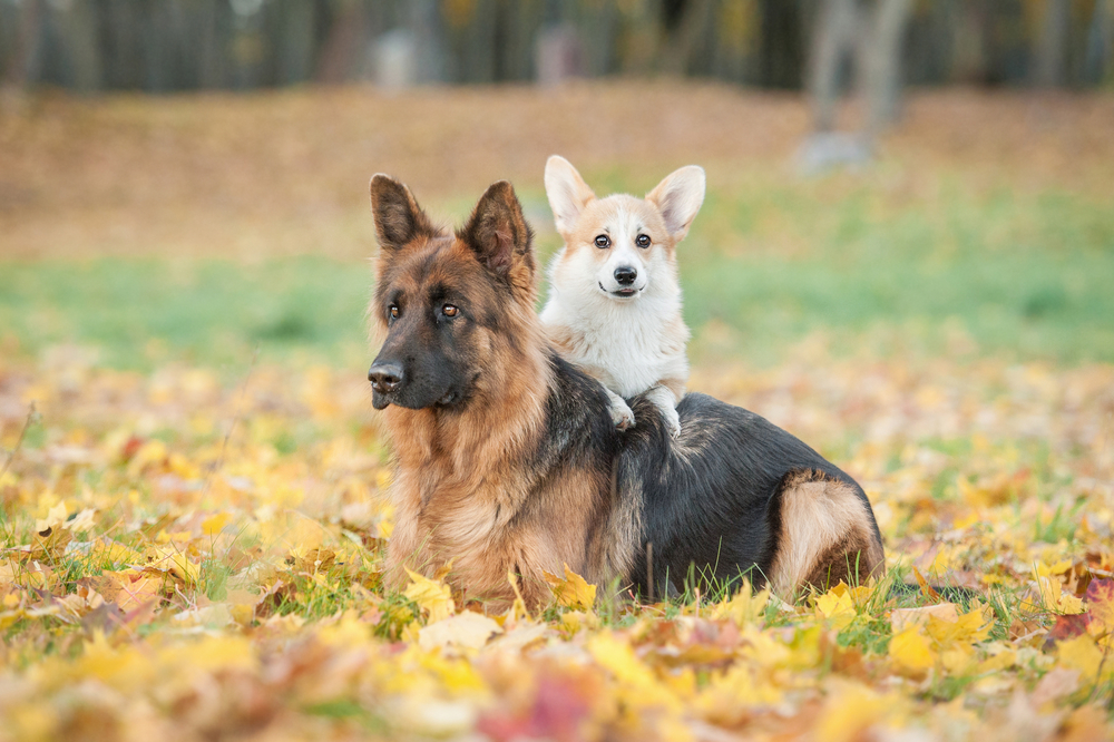 Ny forskning afslører: Derfor lever små hunde længere end store hunde