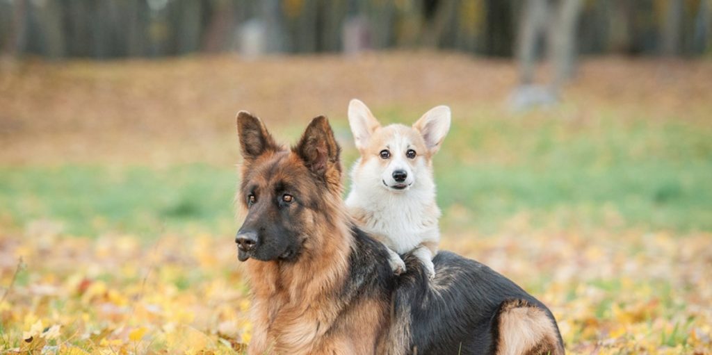 Dyrlæge advarer: Denne hunderace bør du ikke anskaffe dig