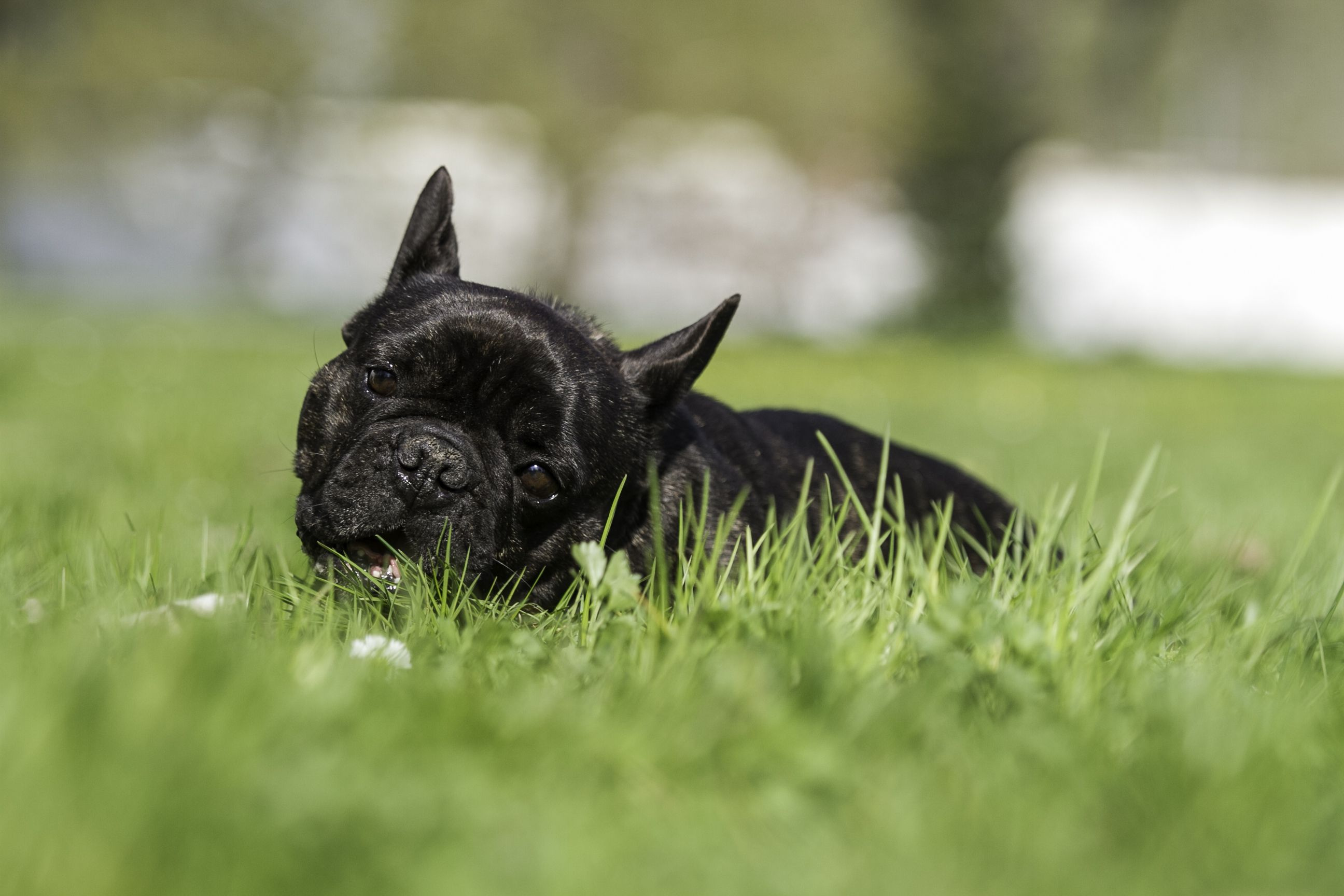 Hundeekspert forklarer: ‘Derfor bør du aldrig kalde på din hund med dens navn’