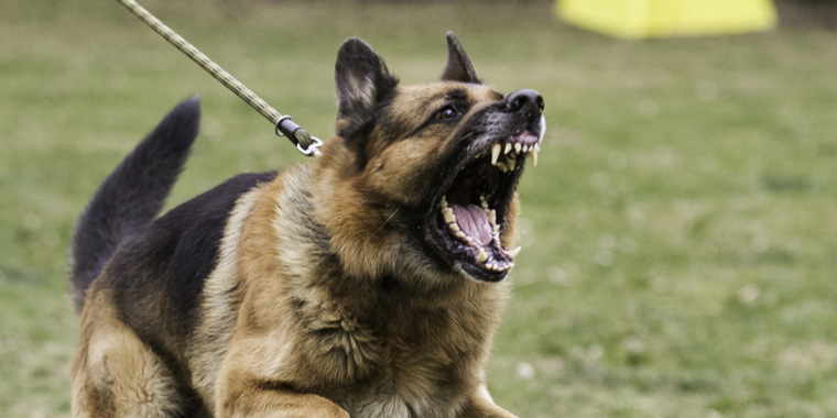 7-årig pige angrebet på legeplads: Nu er hunden fundet død