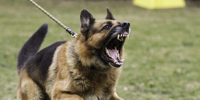 7-årig pige angrebet på legeplads: Nu er hunden fundet død