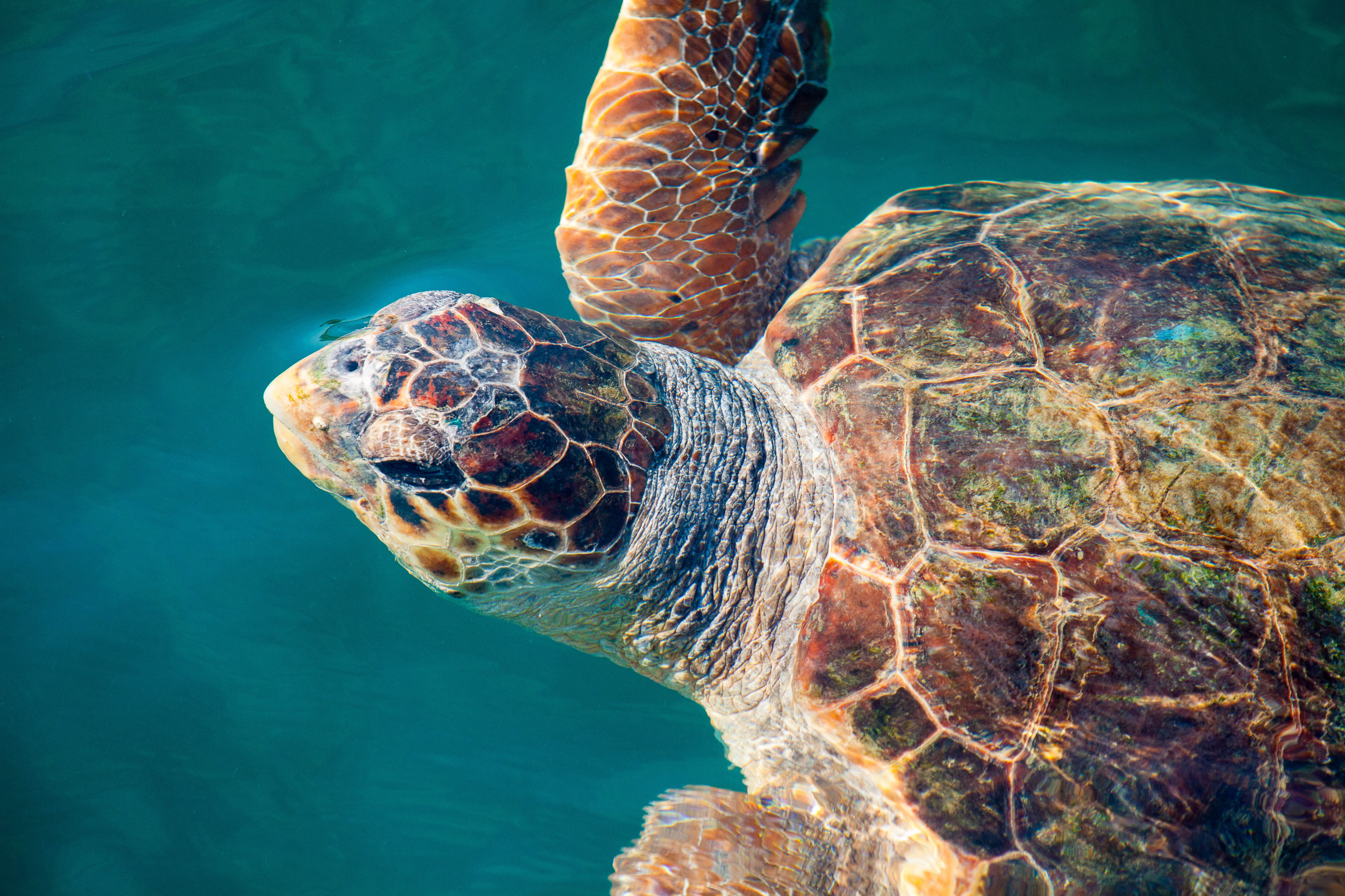 Sensation: Tropisk havskildpadder dukker op i Danmark