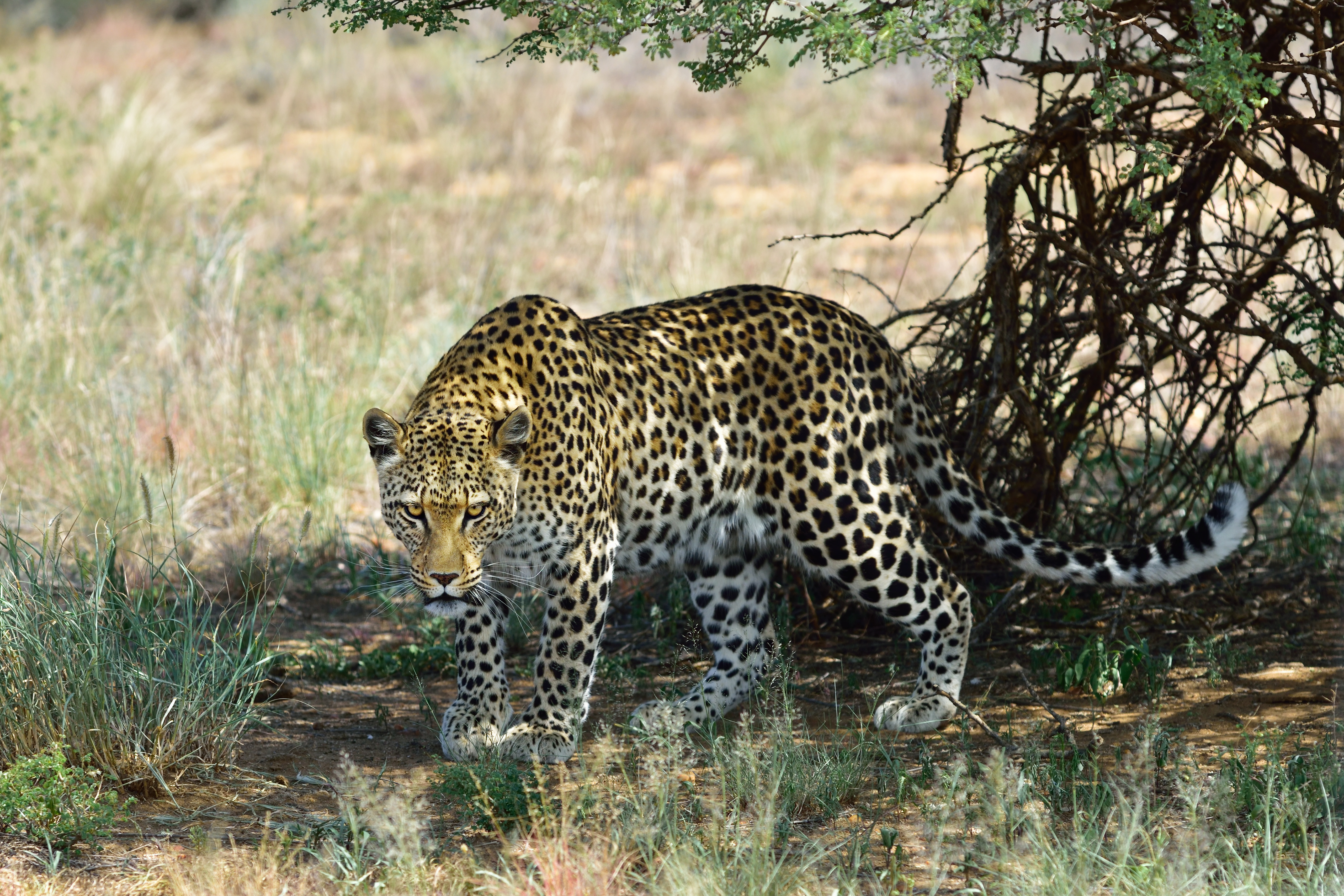 Fantastiske optagelser – dristig leopard stjæler mad ud af munden på krokodille