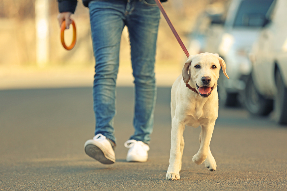 Psykiatriske servicehunde og socialhunde hjælper danskerne