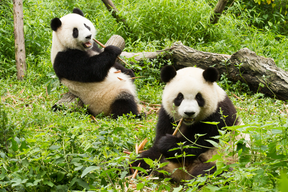 Zoologisk have deler trist nyt: Sender pandaerne tilbage til Kina
