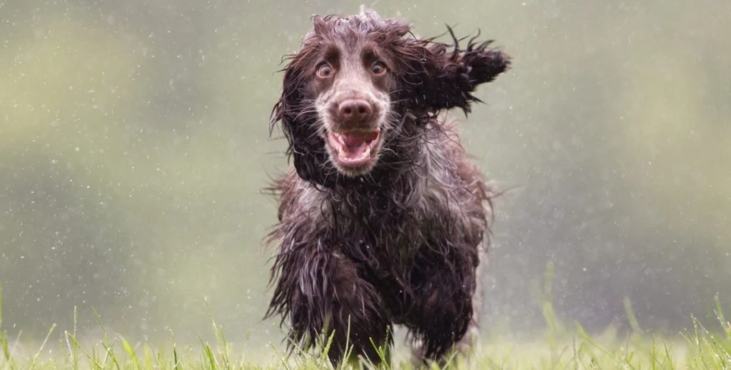 Internettet er vild med video af hund, der elsker gåture i regnvejret