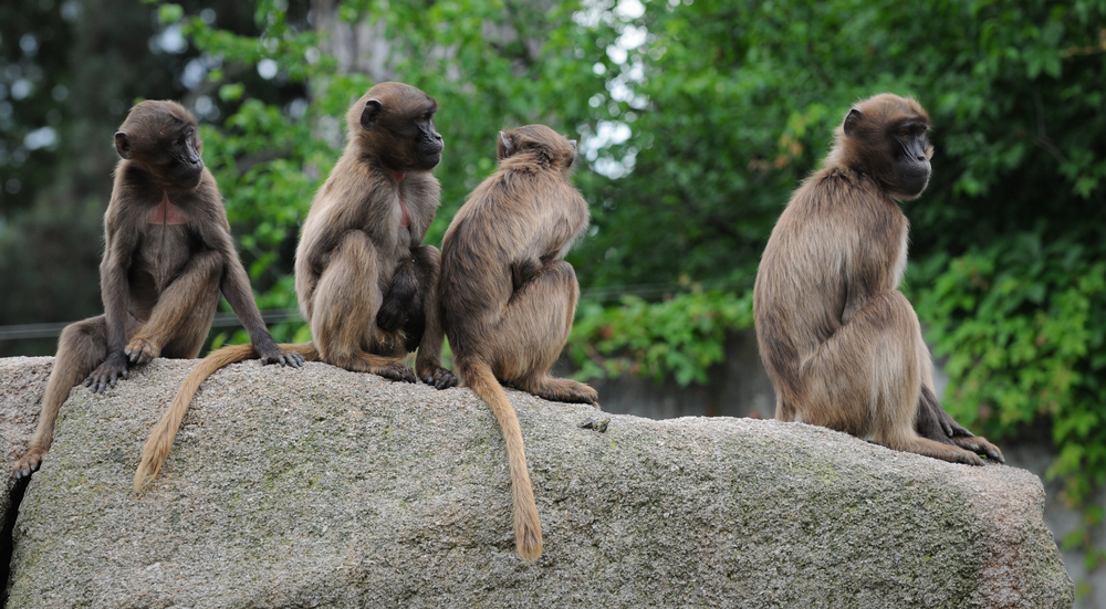 Passager blev snuppet i tolden: Hvad der gemte sig i hans rygsæk chokerede personalet