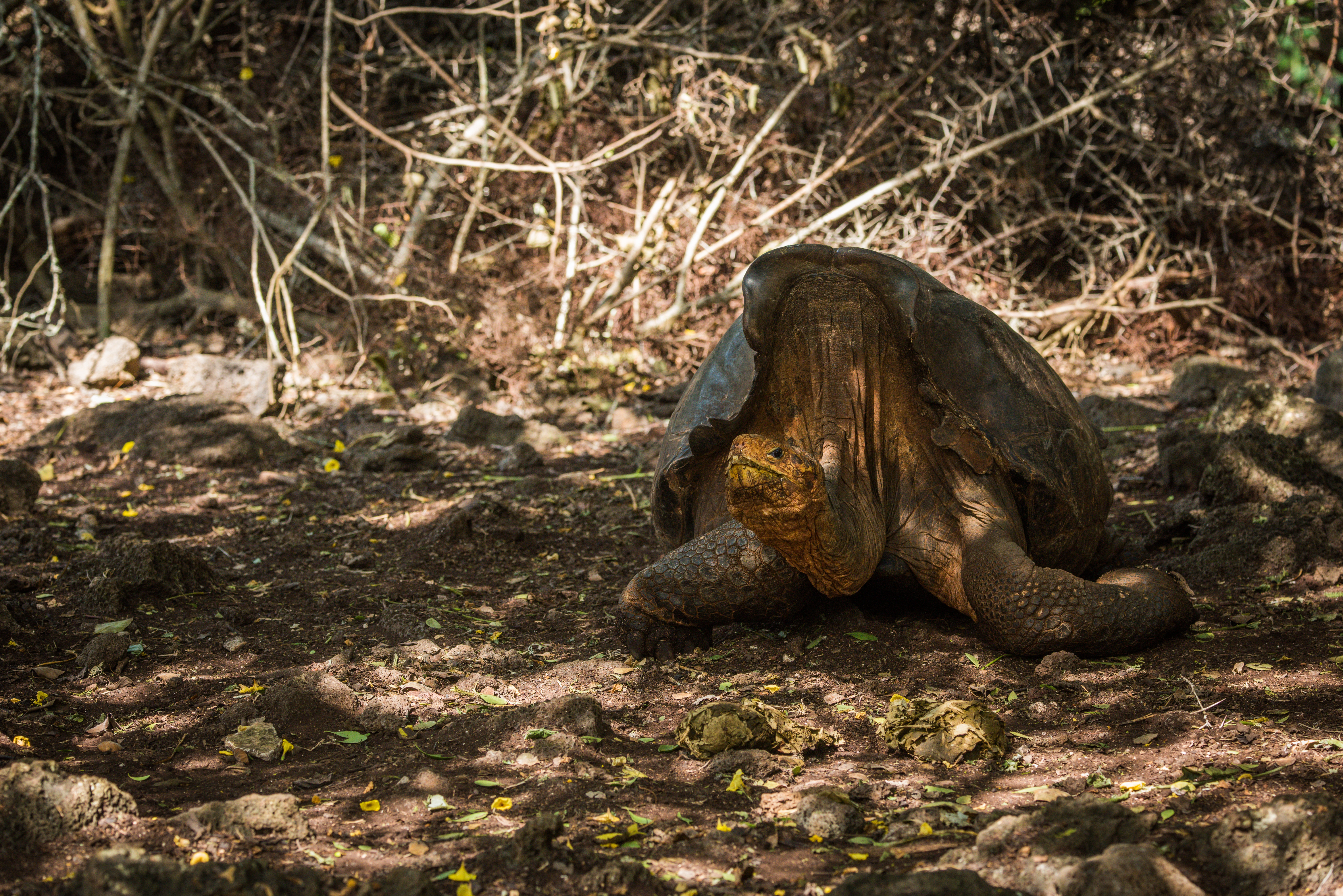 Flittig skildpadde redder sin art fra udryddelse – én hun ad gangen