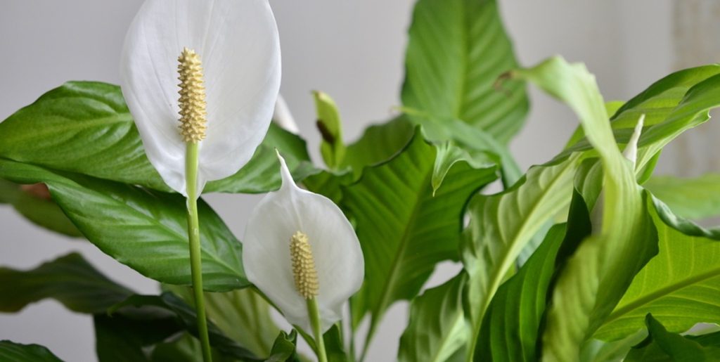 Sådan får du fredsliljer til at blomstre om vinteren
